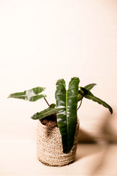 Philodendron billitiae x atabapoense
